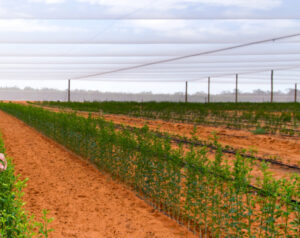 New grants for Victorian horticultural producers