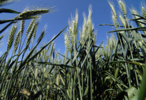 GRDC goes digital with its updates