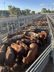 Swan Hill livestock exchange under cloud