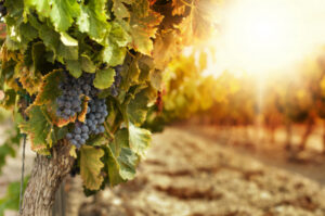 Growers squeezed as demand for reds falls