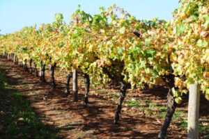 Family growers hurt by market forces