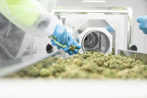 Nan’s weed goes global
