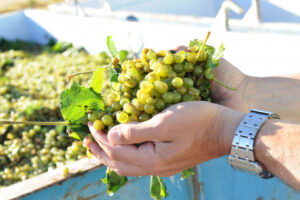 Wine industry faces pruning, says ABARES