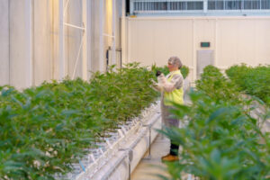 Cannabis facility set for expansion