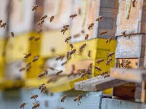 Trees that don’t need bees