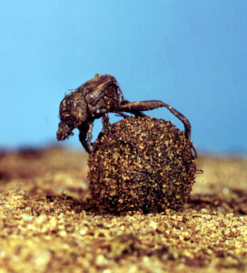 Dung beetle losses to impact producers
