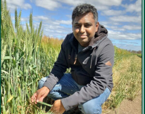 Wheat can weather disease risk