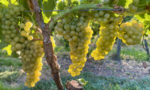Harvest a slightly happier affair in 2025