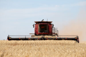 Disease and weather may affect yield and quality