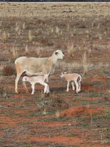 Disease always threat to sheep industry