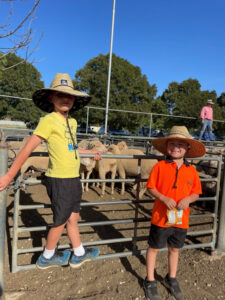 Ouyen sheep sale reflects market outlooks