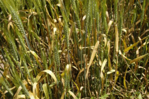 Wet brings wheat disease risks