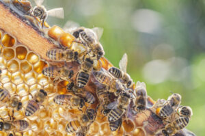 Bee part of this vital Varroa survey