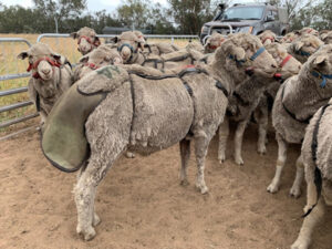 AWI smart tags allow real time monitoring of flock