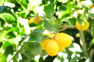 Australian grown lemons meeting all year demand