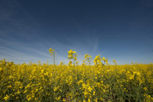 Research puts canola in the mix
