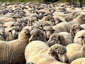Dont be sheepish, have a say about your future