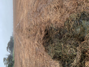 Mallee hay hopes diminish after rain