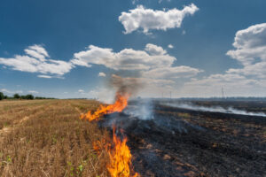 NSW grass growth ‘prolific’, says Rural Fire Service