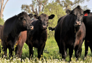 Red meat industry makes huge headway in reducing greenhouse gas emissions
