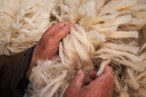 Wool prices struggle