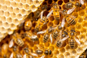 Varroa mite fight steps up