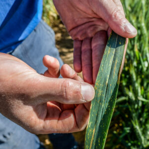 Stripe test for growers