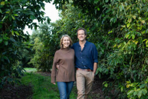Avo dips over as harvest begins