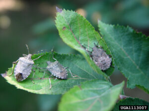 Be on the lookout for invasive bug