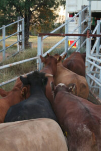 Dangers of FMD never far away
