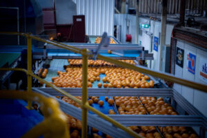 Citrus growers renew sweet deal