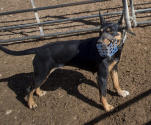 Cattle prices on the rise