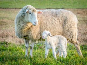 Set up your weaning program for success