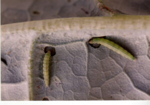 Managing diamondback moth resistance