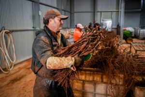 Reluctant nurseryman taking a Bold step