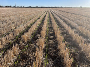 Growers on the home straight