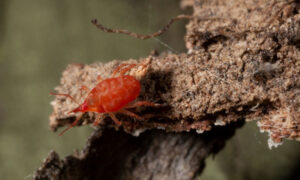 There’s pests and then there’s insects