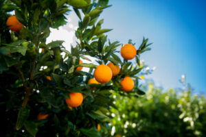 Citrus costs still high, driven by labour