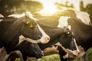 Milk price must match power cost rises, say dairy farmers