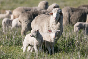 Merino weaners a focus at conference in Ballarat