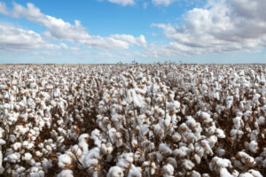 Rain gives cotton a boost