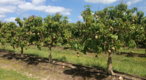 SHC’s Mr Mango helping growers