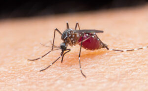 Japanese encephalitis vaccine access widens