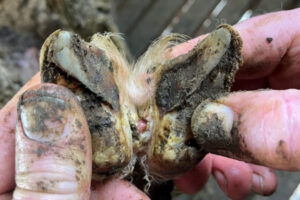 Breeders needed for sheep foot study