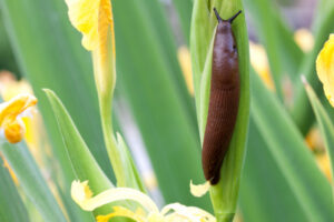 Slugs on the move in grain belts