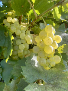 Time’s ripe for quality harvest