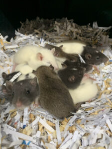 King Rat