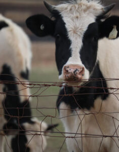 State mobilises to face FMD threat