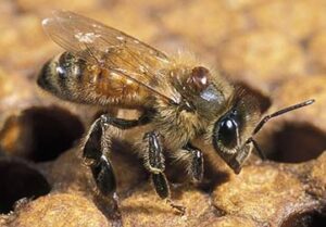 Varroa mite eradication effort abandoned