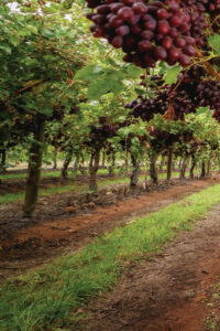 AI data processing set to boost yields, trim labour costs